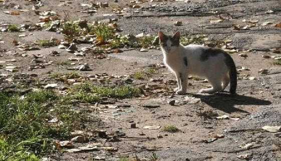 Синоптики осторожно делают прогнозы на ближайшую зиму в Костроме