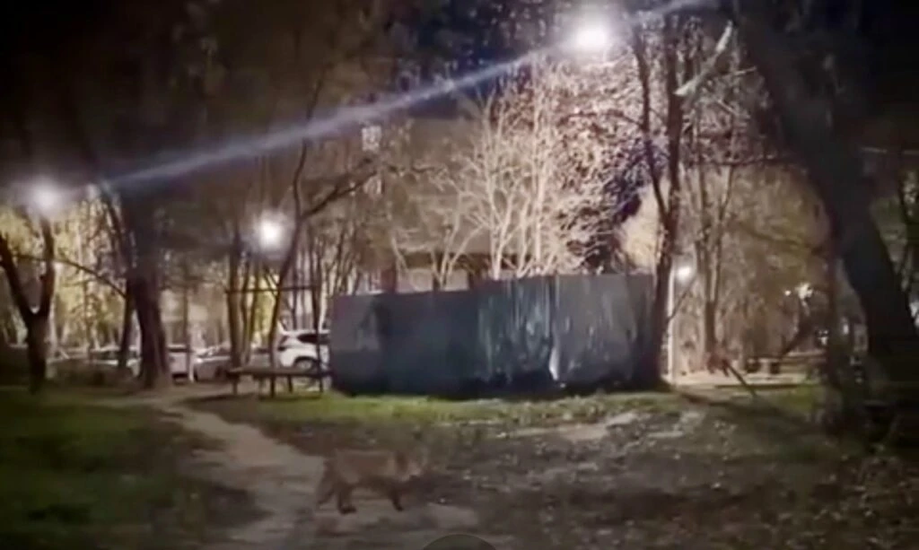 ЛИСА ГУЛЯЕТ ПО УЛИЦЕ БОРОВОЙ В КОСТРОМЕ